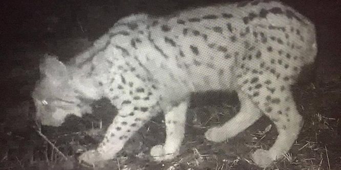 Ordu'da vaşak fotokapana yakalandı