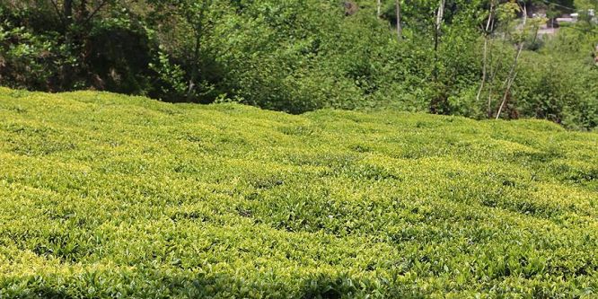 Yaş çay alım fiyatı 2,13 lira olarak açıklandı