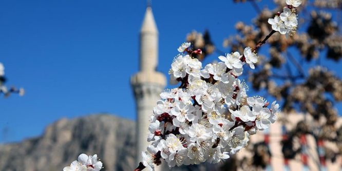Malatya çiçeklerle beyaza büründü