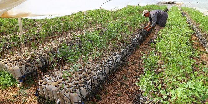 Gama ışınlarıyla fıstık çeşidi geliştirilecek