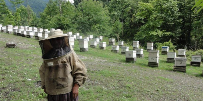 Bal ormanları arıcıların hizmetinde