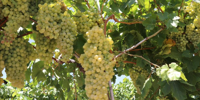 ''Rusya'ya 150 bin ton üzüm ihraç edebiliriz''