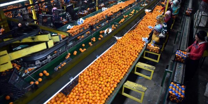 Türk narenciyesi dünya devlerini geride bıraktı