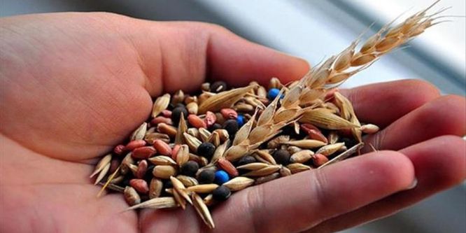 Türkiye'nin tohum ihracatı ve üretiminde rekor