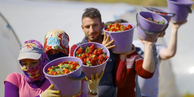 Çilek hem çiftçinin hem komisyoncunun yüzünü güldürdü