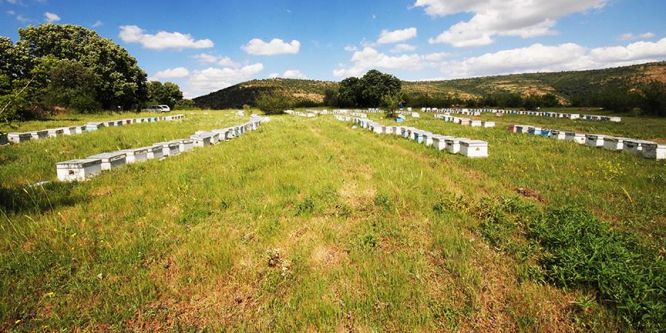 Bakan Eroğlu: Şimdiye kadar 344 bal ormanı kuruldu
