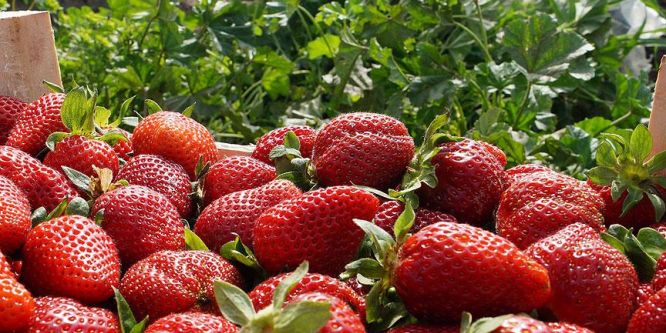 Yaş meyve ve sebze sektöründe Rusya sevinci