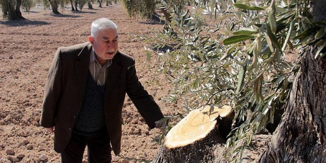Hırsızlar 200 yıllık zeytin ağaçlarını kesti