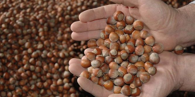 TMO fındık alımına başlıyor