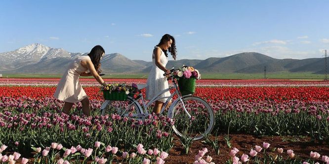 Bozkırın laleleri yurt dışında cadde ve sokakları süslüyor