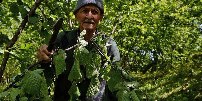 Fırtına fındık ve kivi üreticilerini üzdü