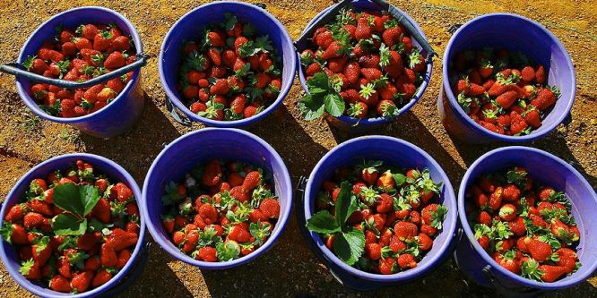 Karadeniz'de çilek hasadına başlandı