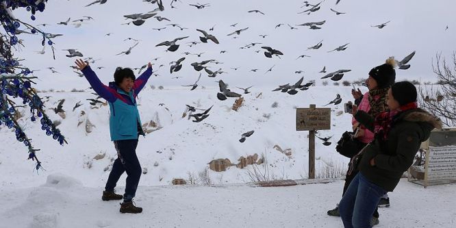 Kuşlardan görsel şölen