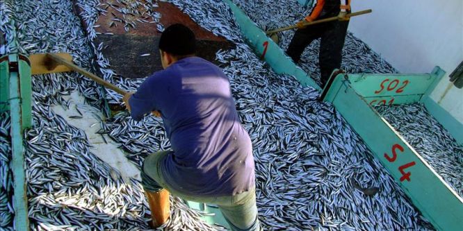 Hamsi ihracatı azaldı