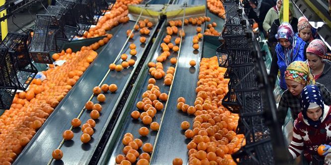 Narenciye ihracatında büyük artış