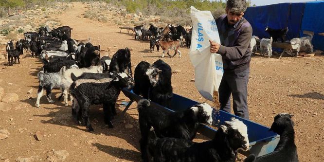 Yörüklerin 'oğlak' besleme telaşı
