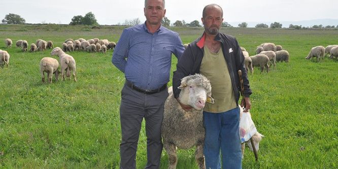 Dana fiyatına koç satın aldı