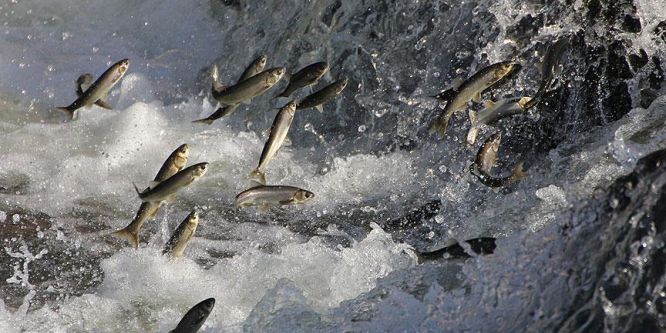 İnci kefalinin dansı görenleri büyülüyor