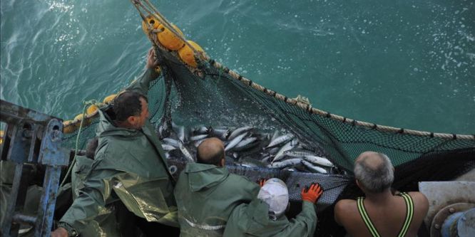 'Geçen sezonun 100 katı palamut tuttuk'