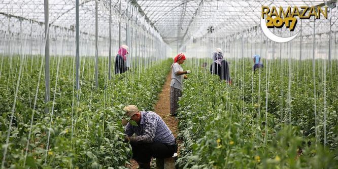 Tarım işçilerinin ekmek kavgası