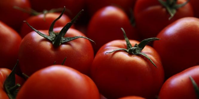 Tüfenkci: Domates ihracatımız yüzde 40 arttı