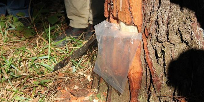 Reçine üretiminde hedef yıllık 60 ton