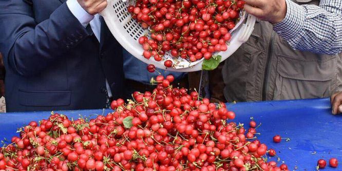 Manisa'da kiraz hasadı başladı