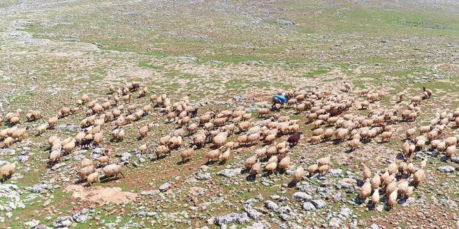 Hayvancılık sektörüne Suudi Arabistan ilgisi