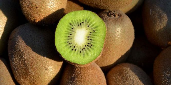 Kivide son üç yılın en yüksek rekoltesi bekleniyor