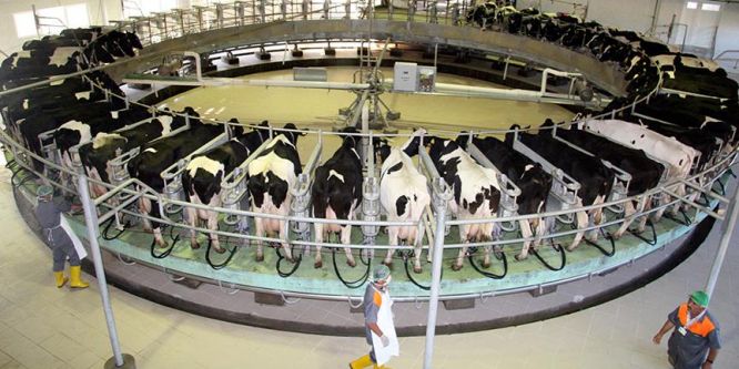 Toplanan inek sütü miktarı şubat ayında azaldı