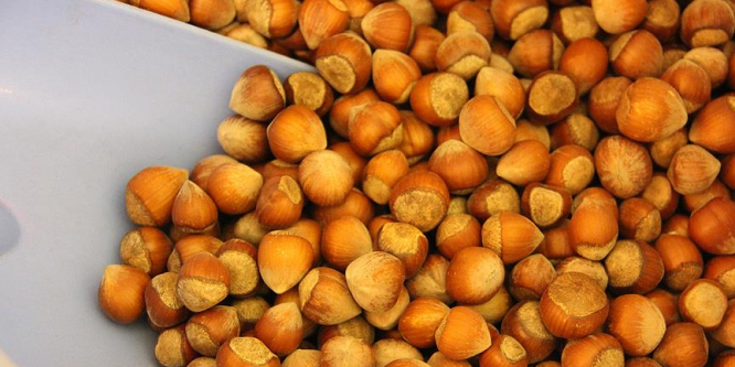 Türkiye 222 bin ton fındık ihraç etti