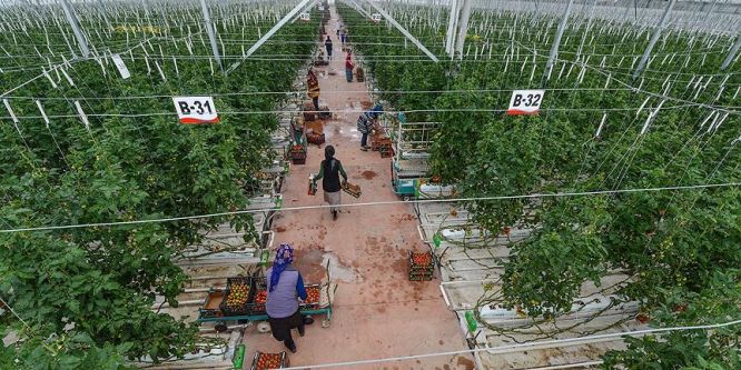 -40 derecede üretilen domateslerin ihracaatı yapılacak