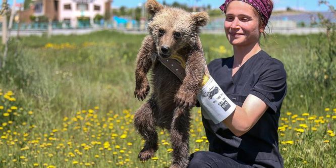Ayı yavrusu Bivan'a annesi gibi bakıyor
