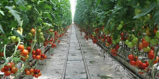 Domates üreticide 80 kuruşa düştü