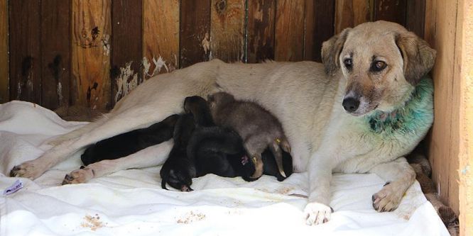 Yavru kurtlar anne köpeğe emanet