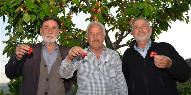 Sakarya Vadisi kirazı üreticisini sevindirdi