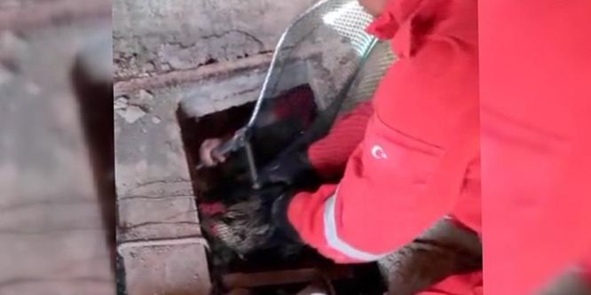 Kuyuya düşen horozu AKUT kurtardı