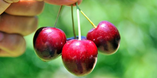 Kiraz ihracatında hedef 200 milyon doları aşmak