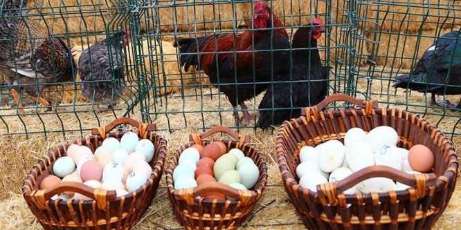 Renkli yumurta üretimi için süs tavuğu yetiştiriyor