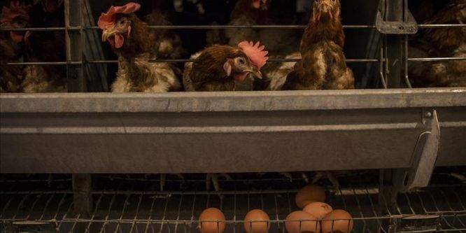 Yumurta üretimi yüzde 7.4 arttı