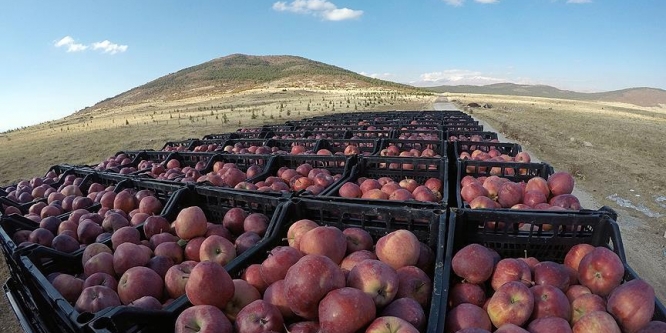 1350 rakımda yetişen Türk elmaları Rusları cezbediyor