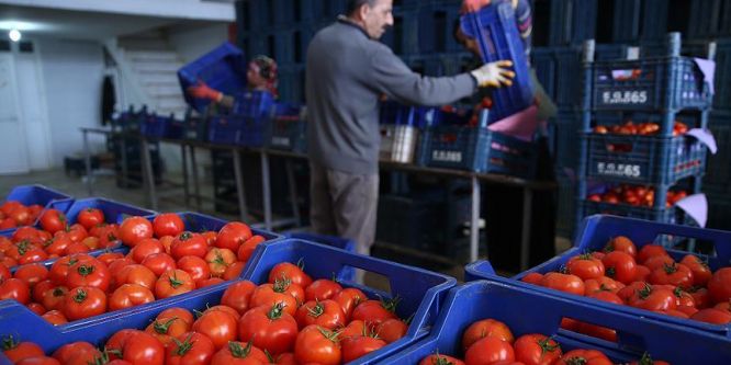 Yaş meyve sebze sektöründe gözler Rusya'ya çevrildi