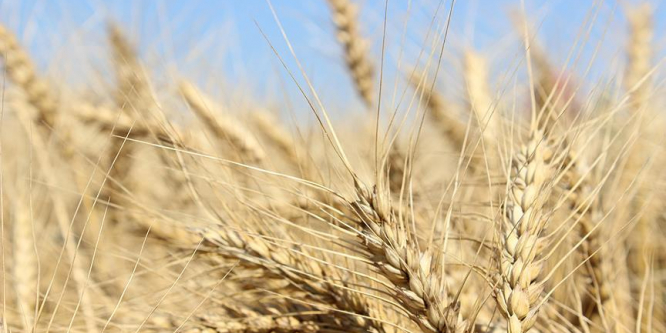 İklim değişikliği buğdayda üretim kaybına yol açtı