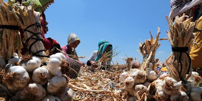 Araban sarımsağının ünü sınırları aştı