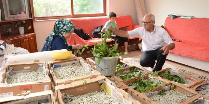 İpek böceği yetiştiricilerini hasat heyecanı sardı