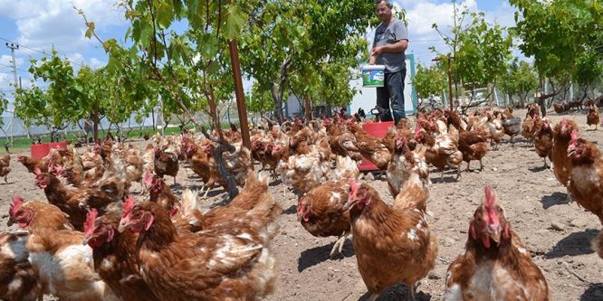 Hastalardan etkilenip kurdu, şimdi talebe yetişemiyor