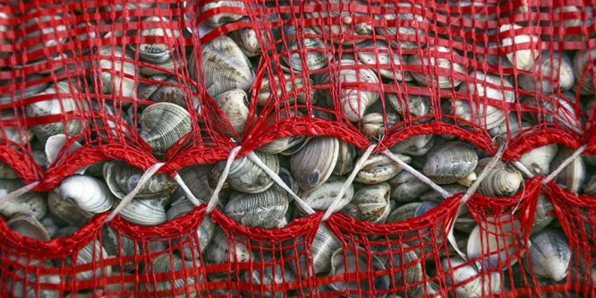 Avrupa mutfağının 'cik cik'leri Türkiye'den