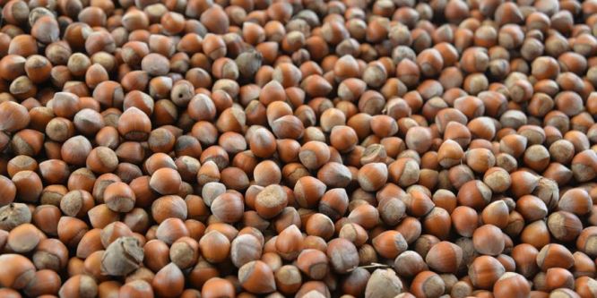 9 ayda 189 bin ton fındık ihraç edildi