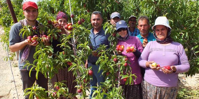 Mersin'de nektarin hasadı başladı