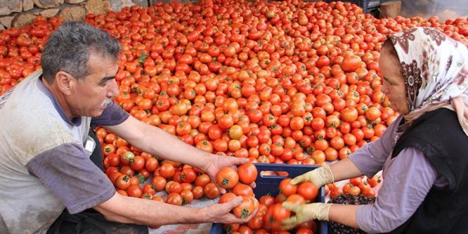 Domates cep yakıyor
